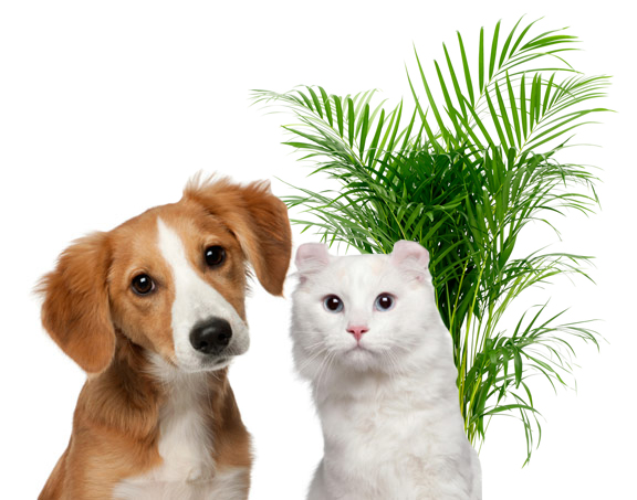 plants and pets